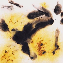 Cheetah - 4oz Mayco Crystal Glaze